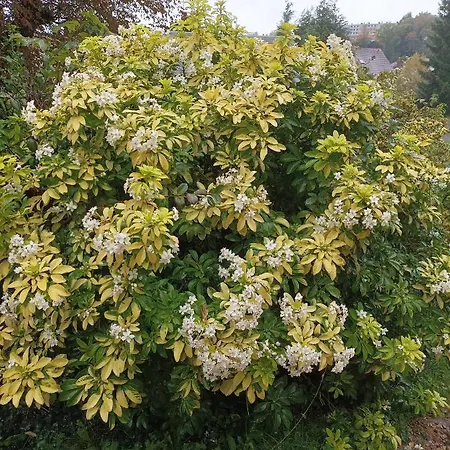 Manoir De Pensión Bolbec